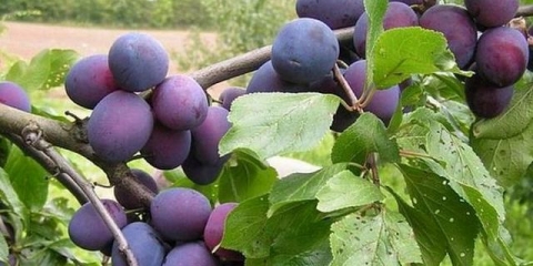 8 Razloga zašto šljiva ne daje plod i šta učiniti s tim